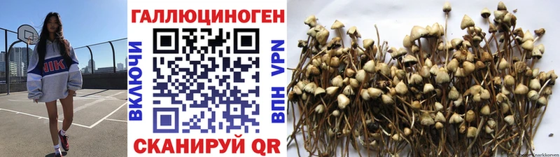 это клад  Судогда  Галлюциногенные грибы Psilocybine cubensis  где можно купить   blacksprut ONION 